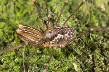 Media type: image;   Invertebrate Zoology 133311